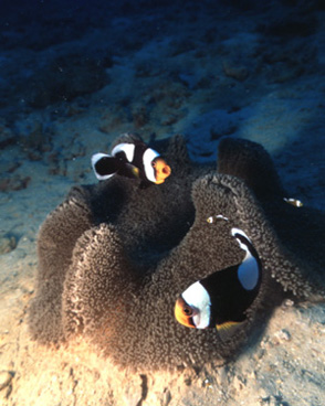 トウアカクマノミ Amphiprion polymnus (Linnaeus, 1758)